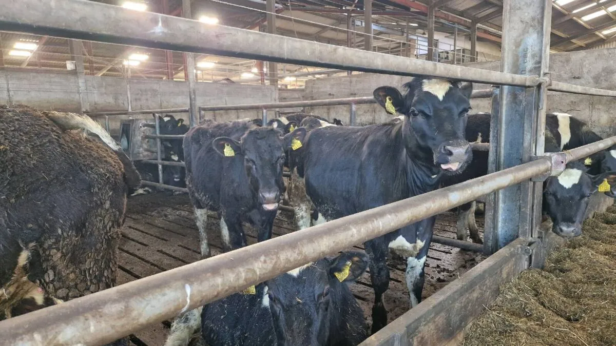 Friesian Maiden Heifers - Image 1