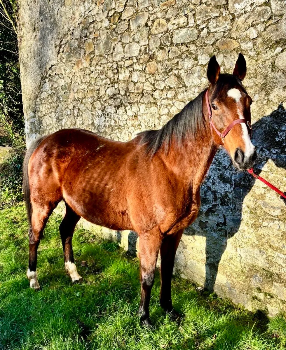 TB winning,blacktype mare - Image 1