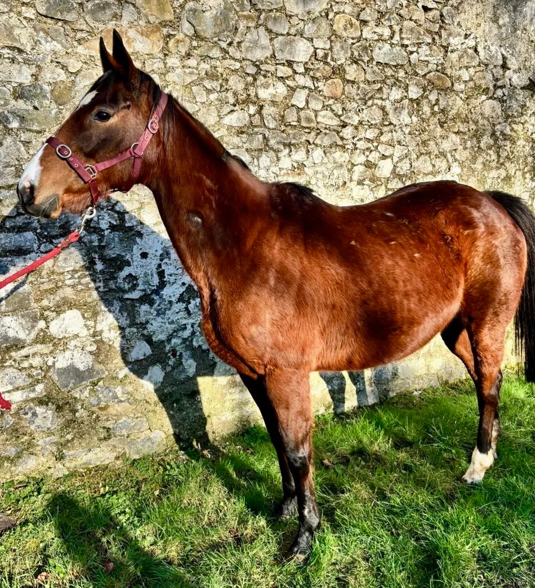 TB winning,blacktype mare - Image 2