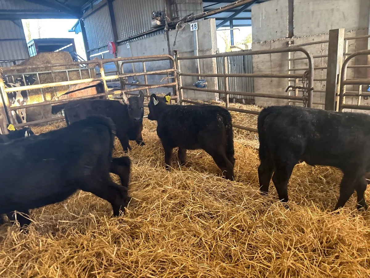 5 super reared Angus heifers - Image 1