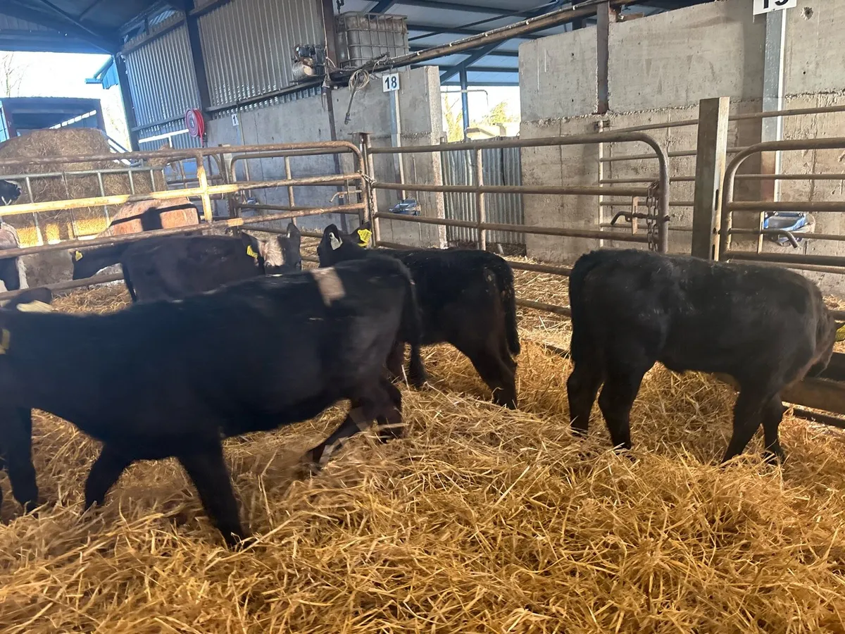 5 super reared Angus heifers - Image 3