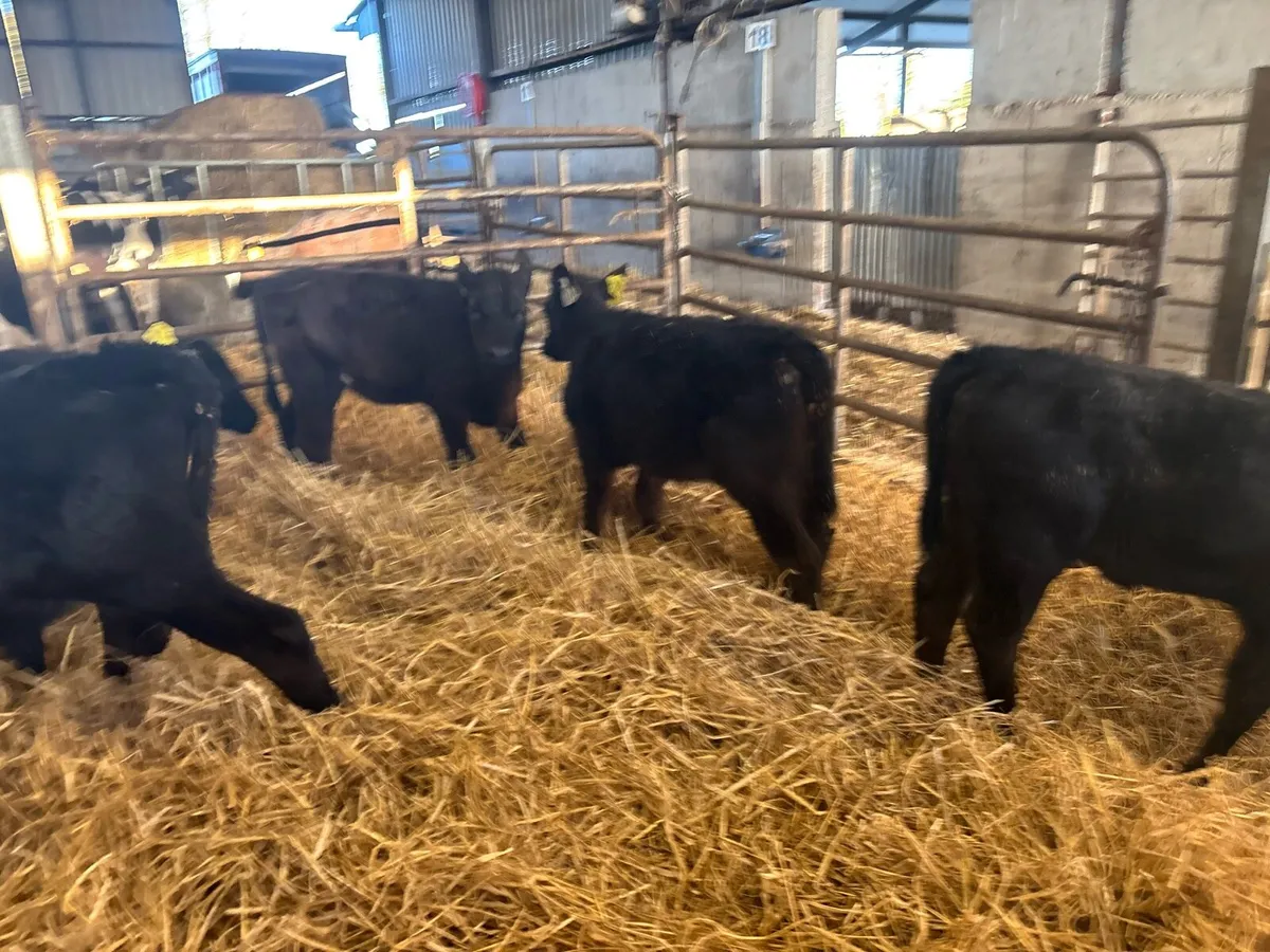 5 super reared Angus heifers - Image 2