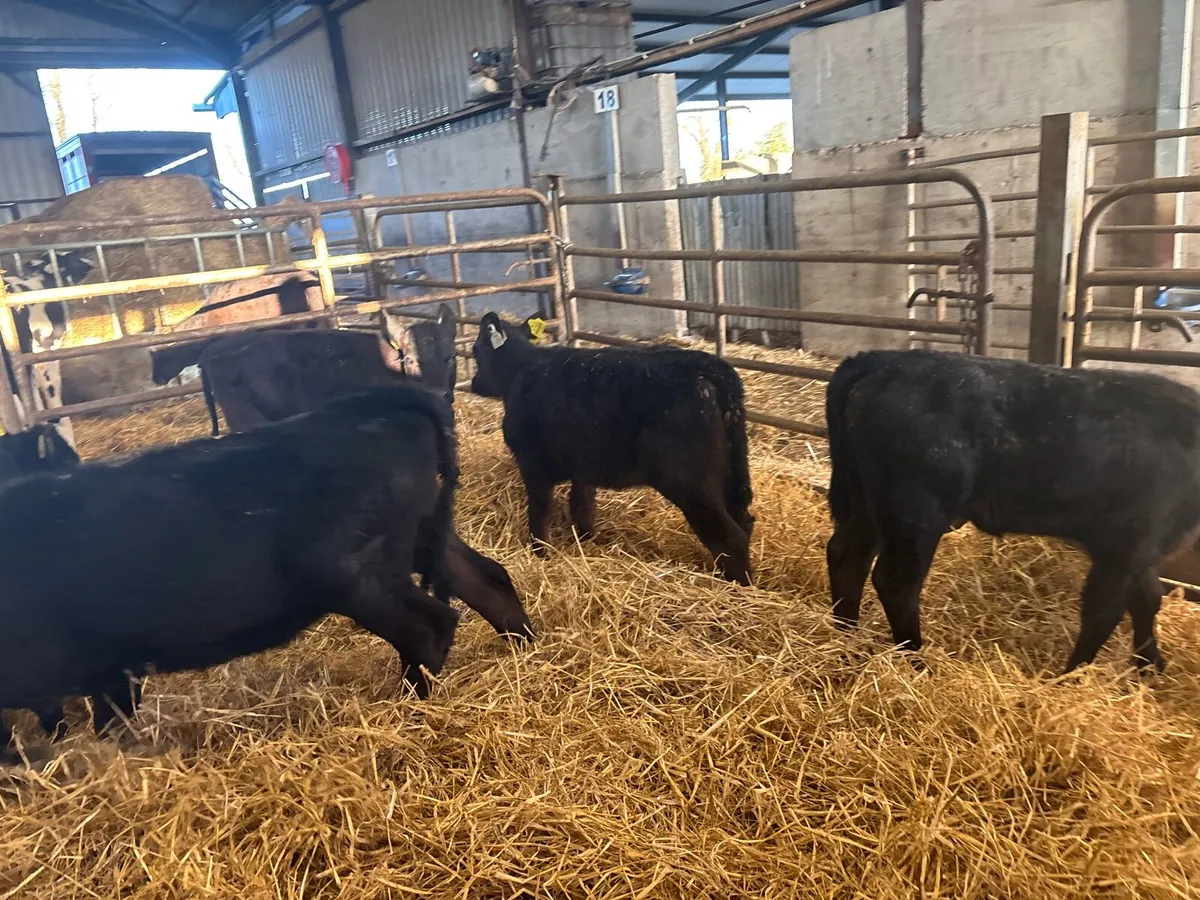5 super reared Angus heifers - Image 4