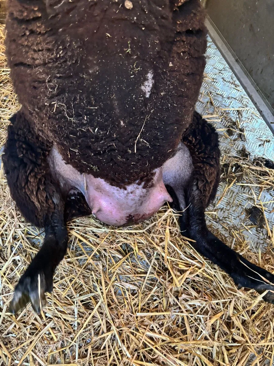 2 Hay/Meal Feeders - Image 4