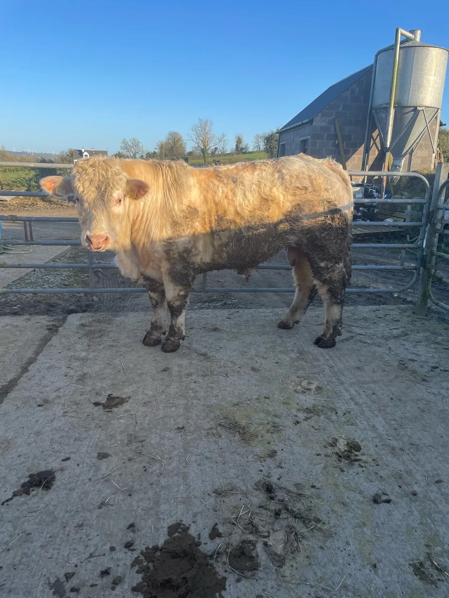 ⭐️Charolais bull ⭐️ - Image 1