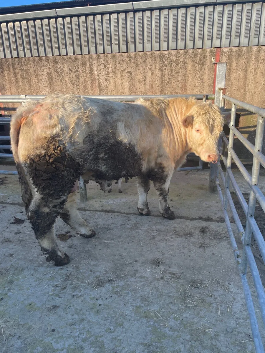 ⭐️Charolais bull ⭐️ - Image 2