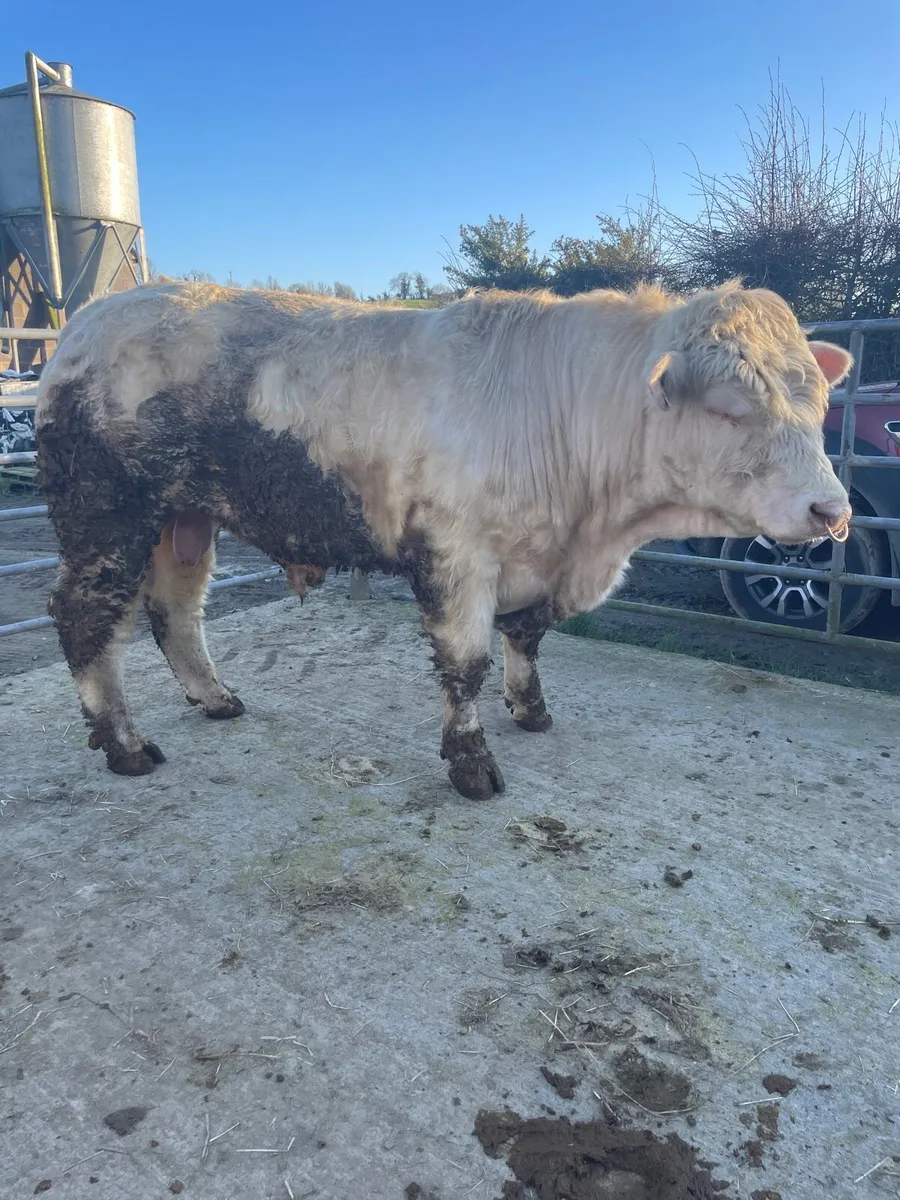 ⭐️Charolais bull ⭐️ - Image 3