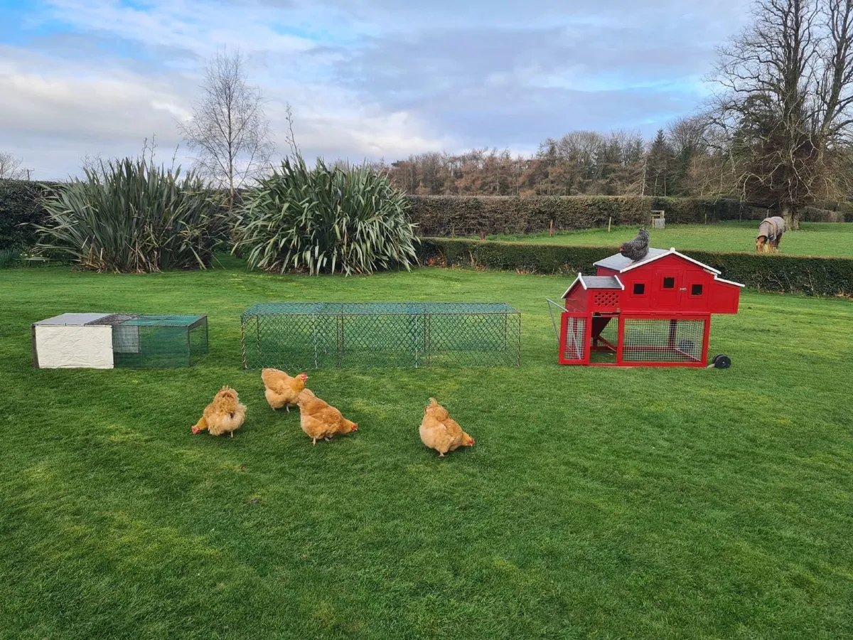 Chicken coop and run - Image 4