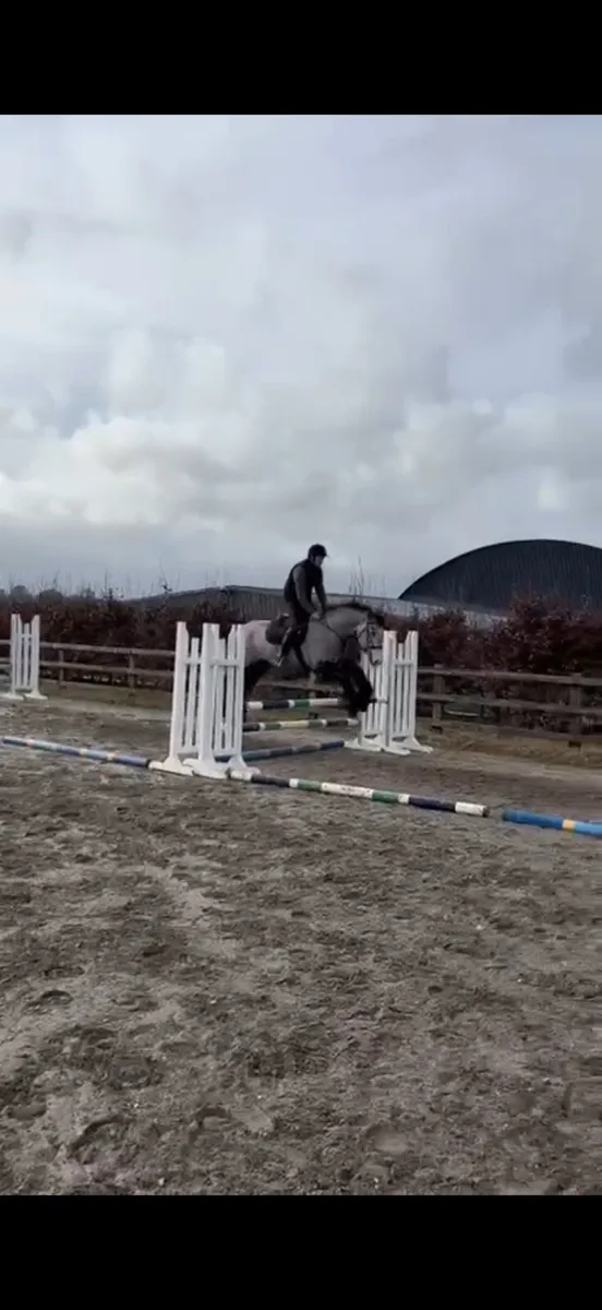 4yo 15.3hh Mare - Image 2