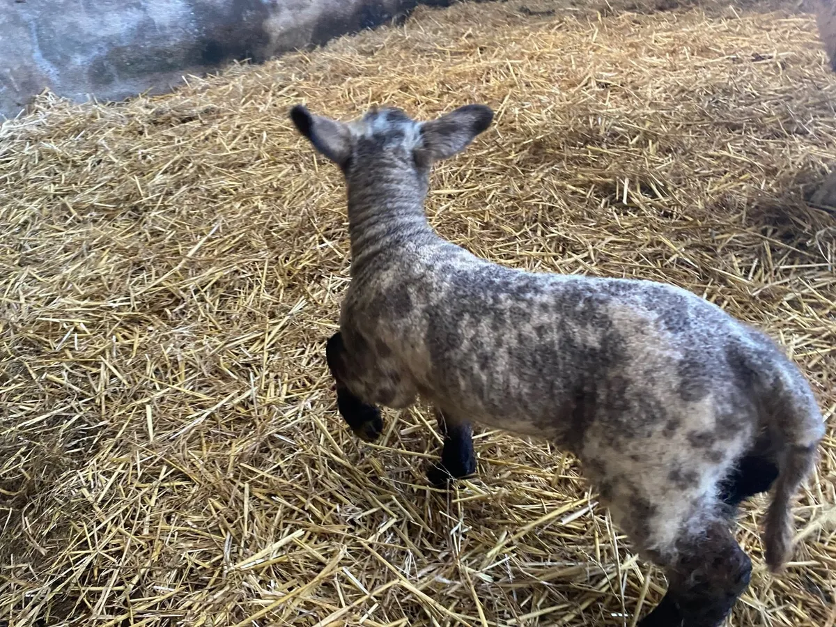 Pet lambs for sale fermanagh - Image 1