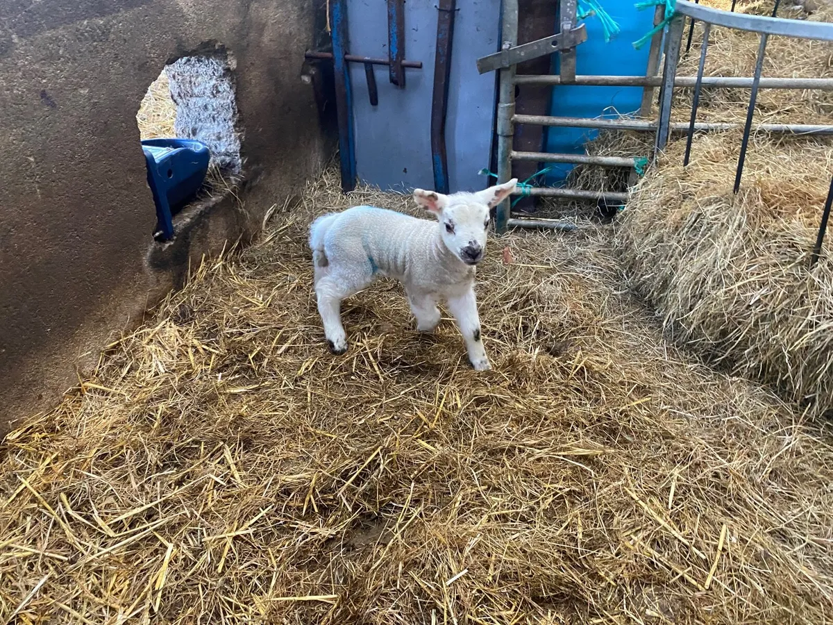 Pet lambs for sale fermanagh - Image 2
