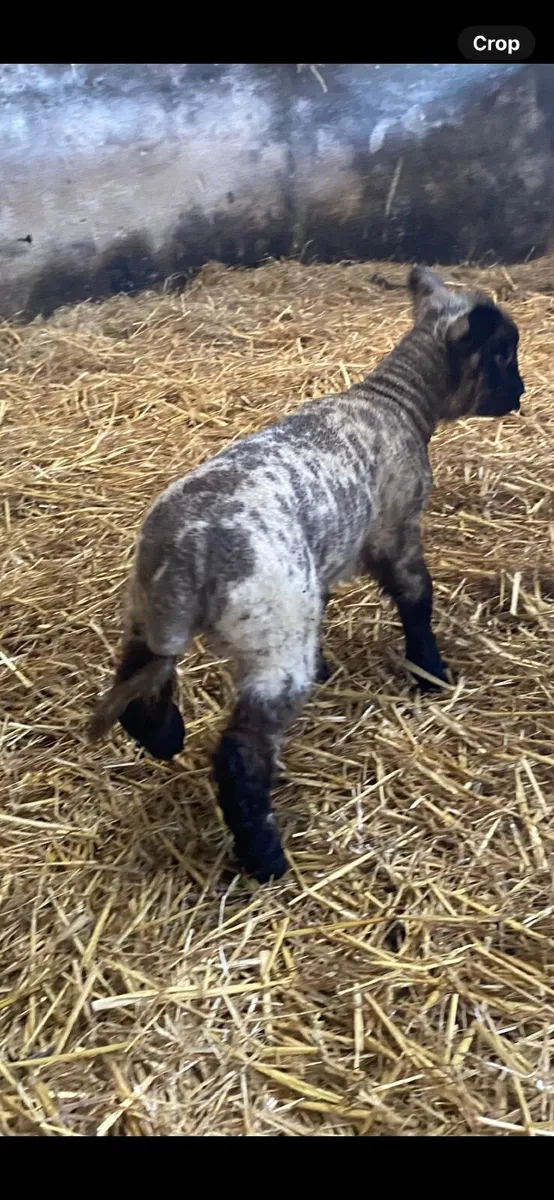 Pet lambs for sale fermanagh - Image 3