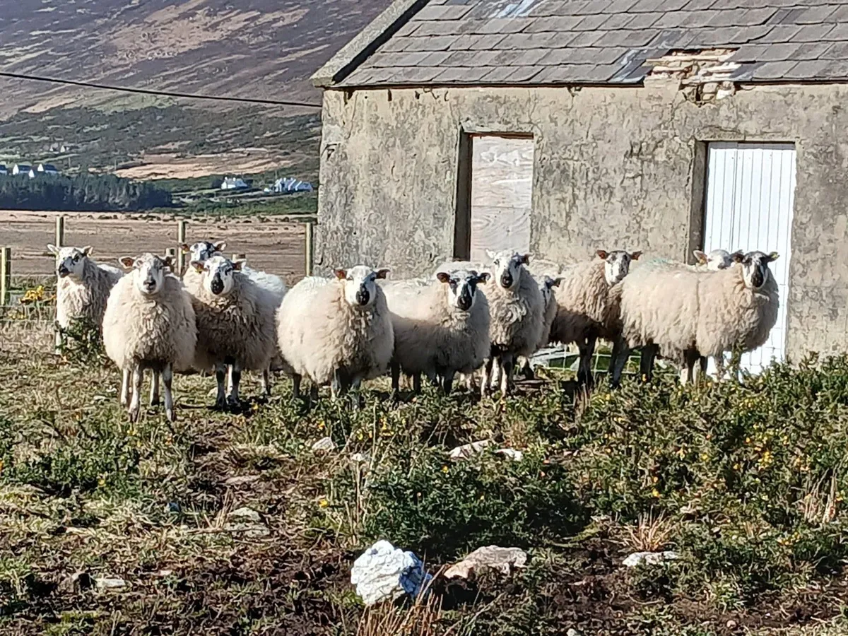 Hiltex Ewe Lambs - Image 1