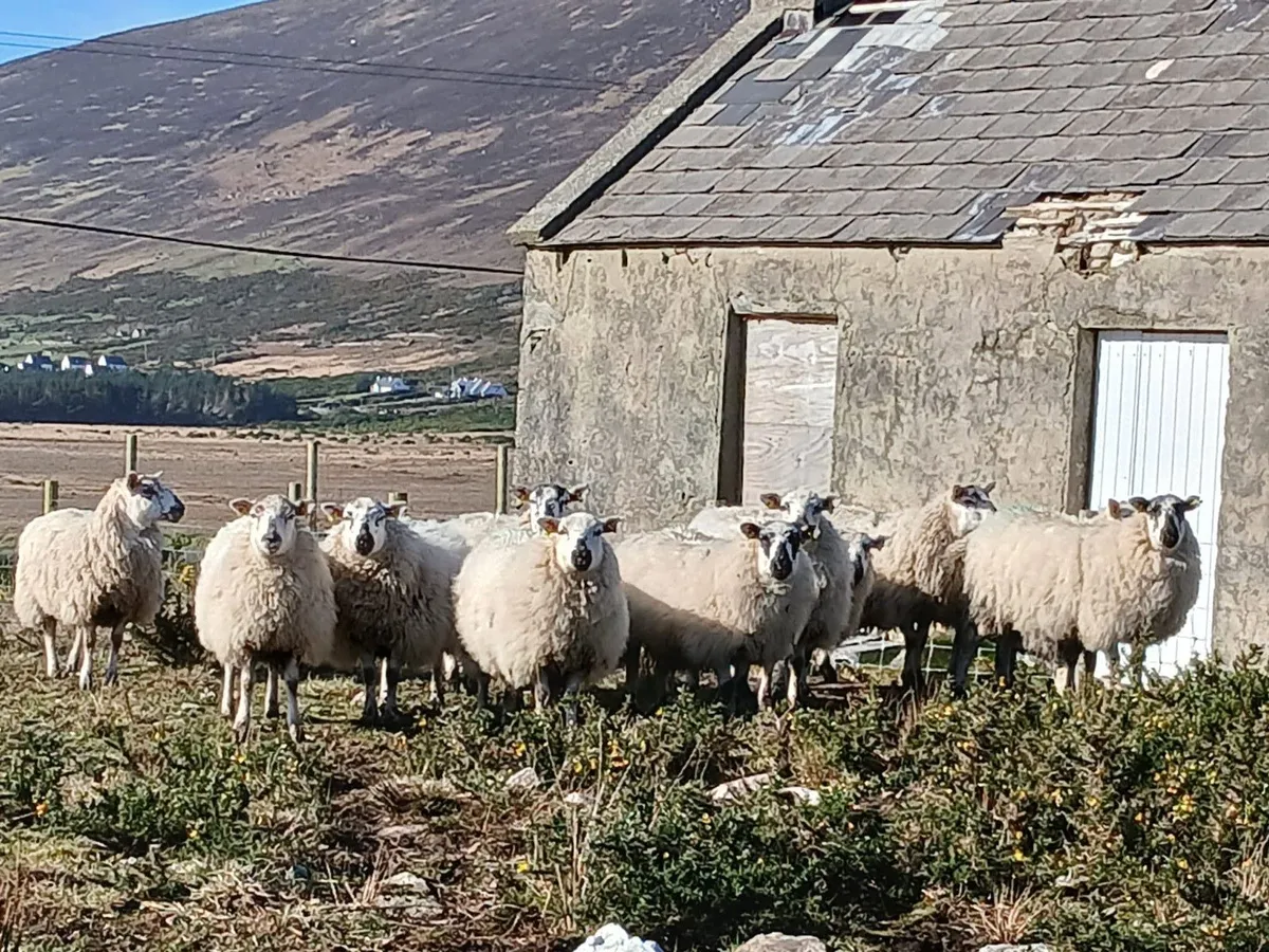 Hiltex Ewe Lambs - Image 2