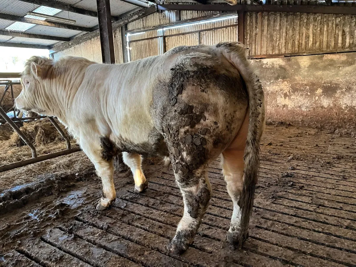 Charolais Bull - Image 1