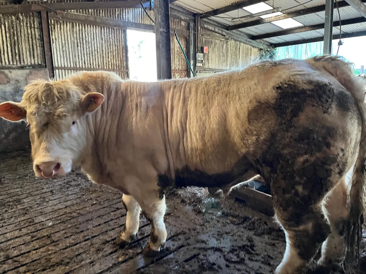 Charolais Bull - Image 2