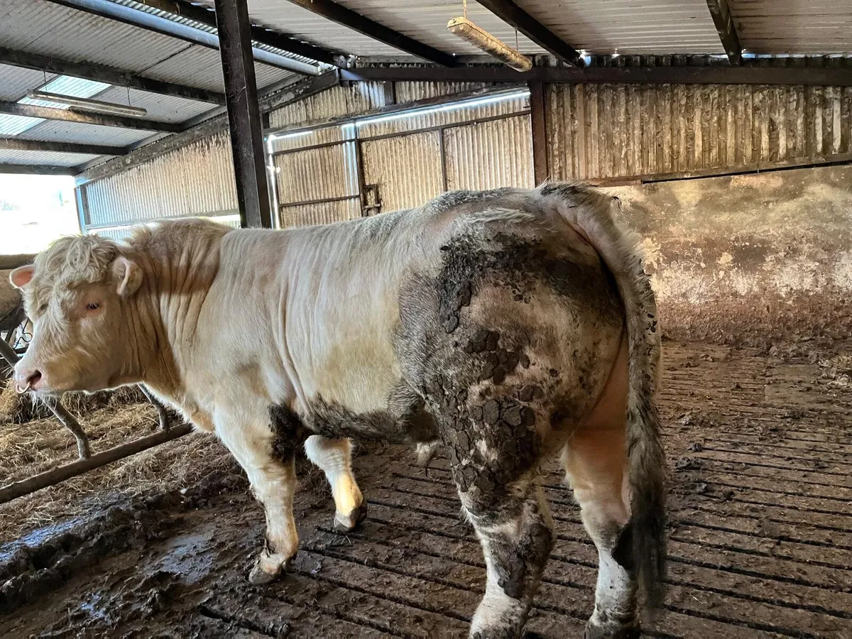 Charolais Bull - Image 3