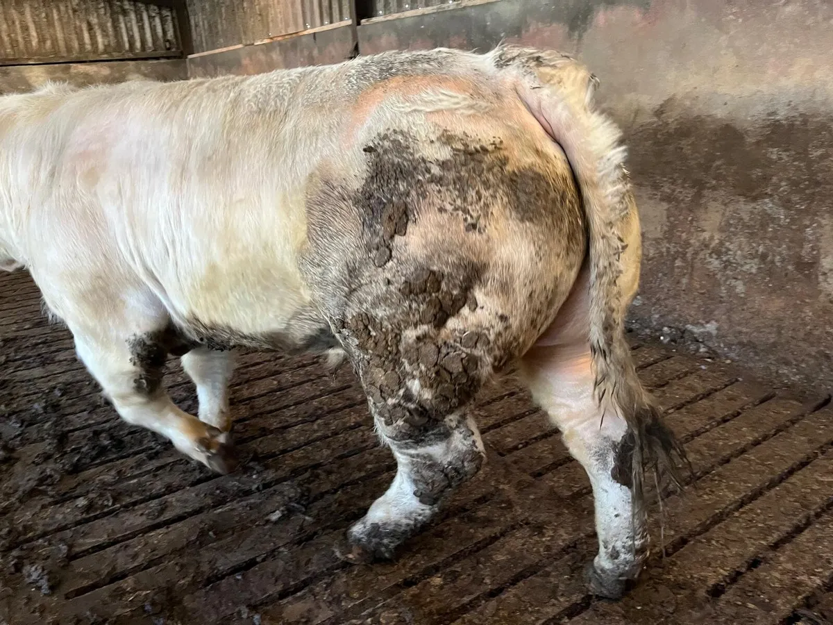 Charolais Bull - Image 4