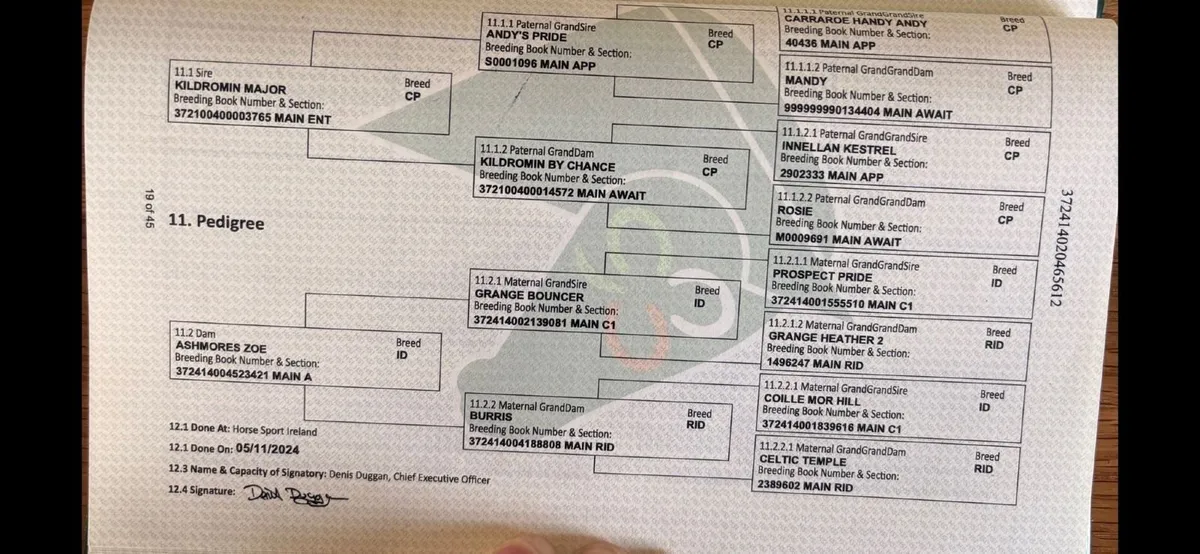 CP X ID Mare - Image 4