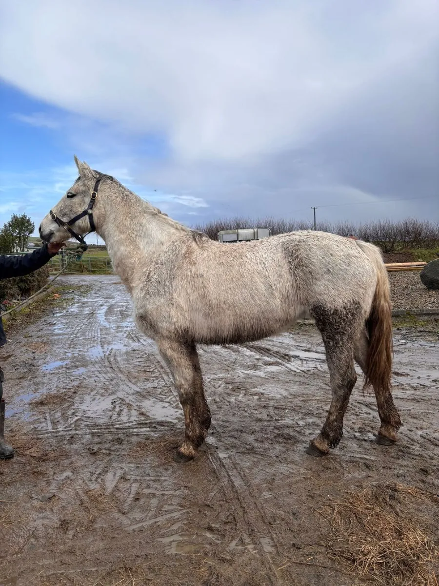 CP X ID Mare - Image 1