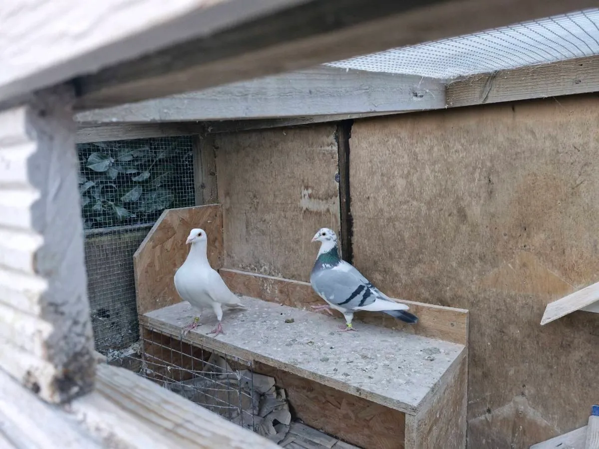Pigeons - Image 2
