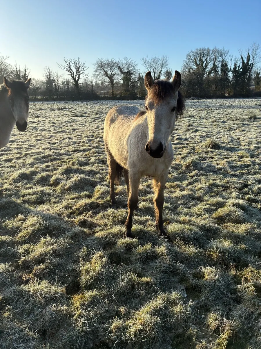 Connemara Filly - Image 2