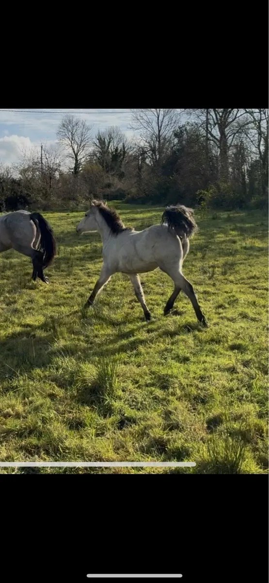 Connemara Filly - Image 3