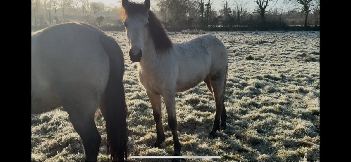 Connemara Filly - Image 1