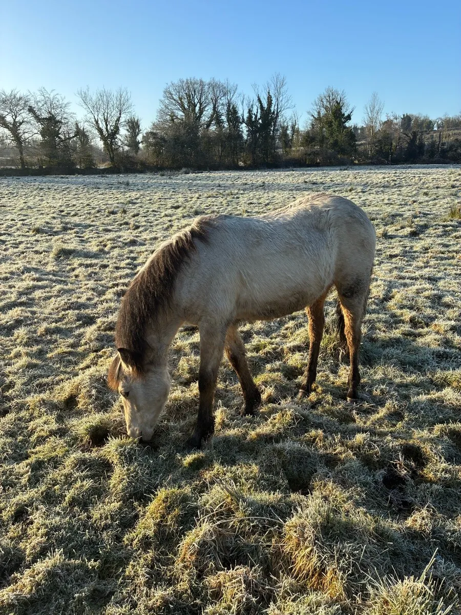 Connemara Filly - Image 4