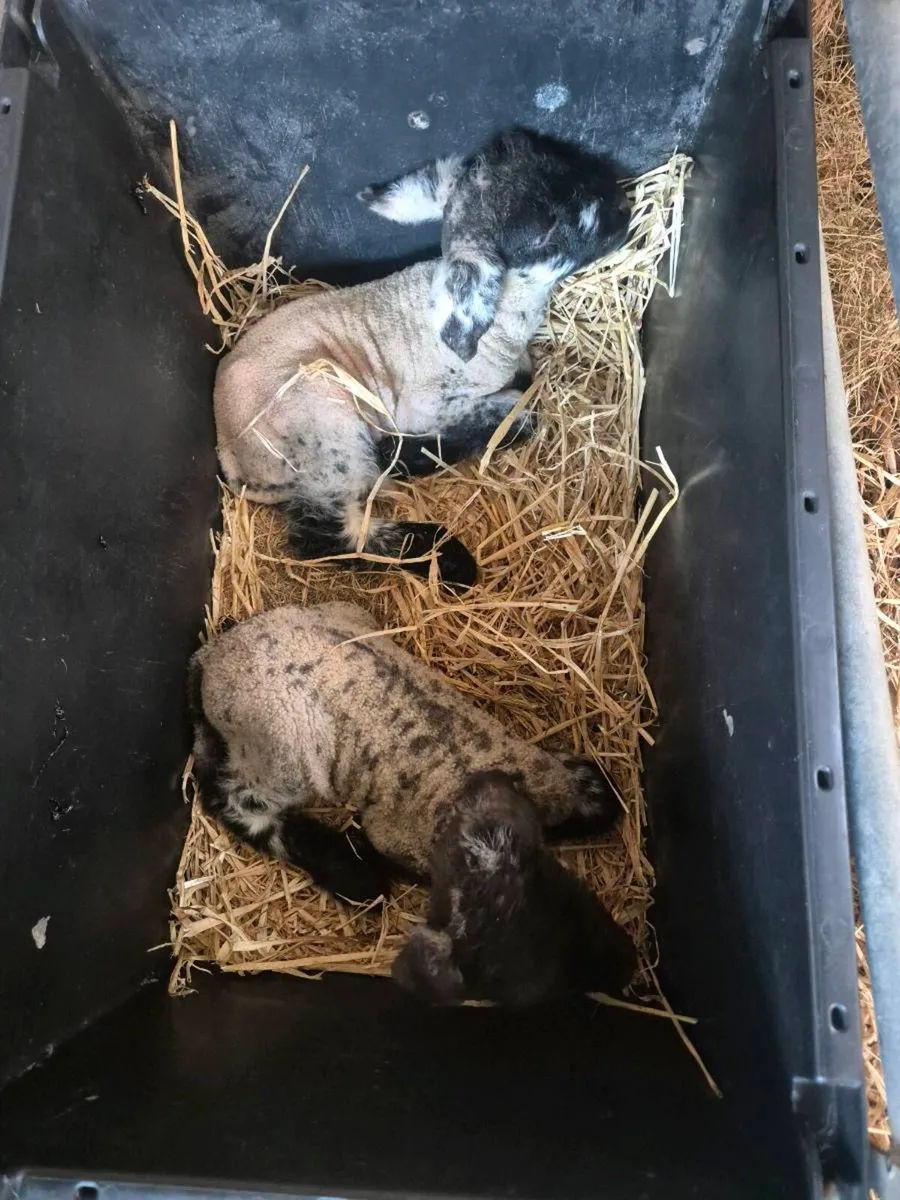 Pet or foster lambs