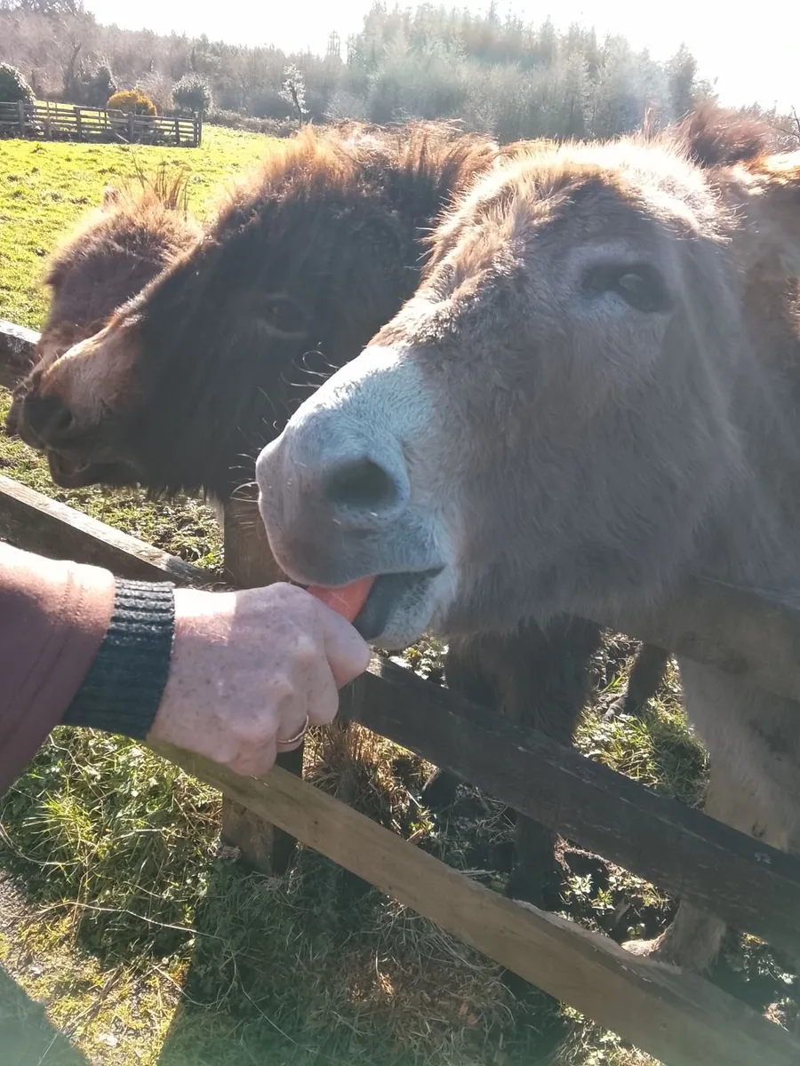 Donkeys - Image 1