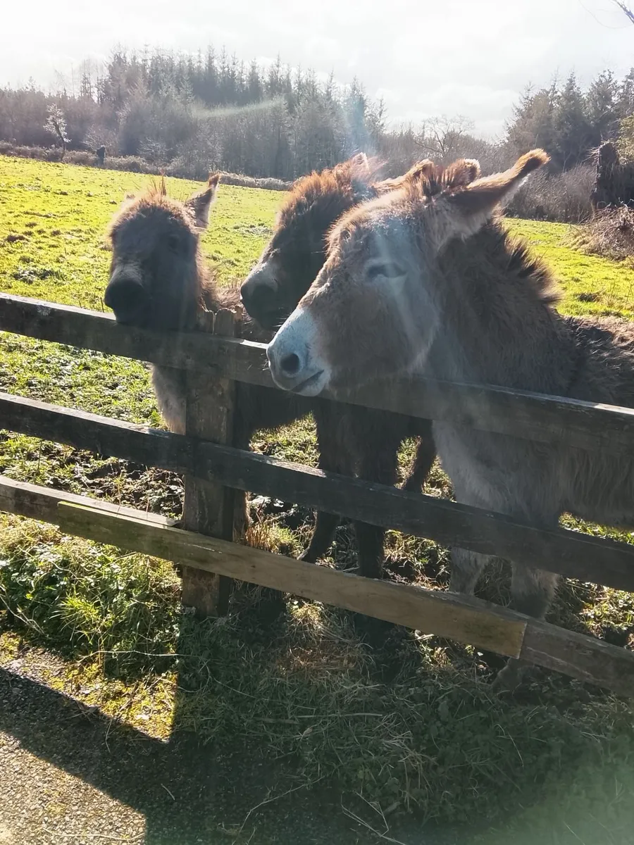 Donkeys - Image 2