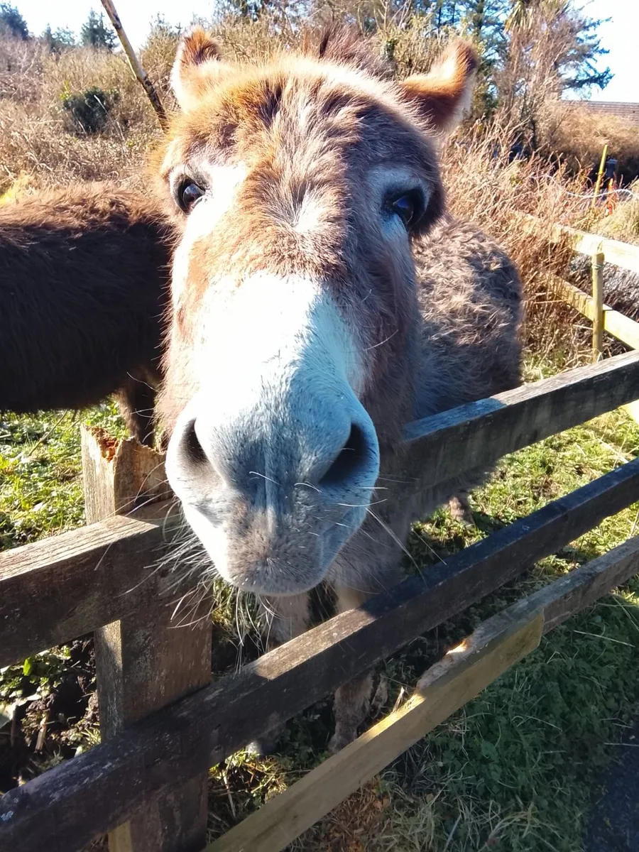 Donkeys - Image 3