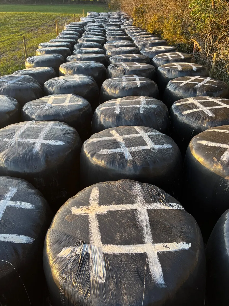 Bales of silage - Image 1