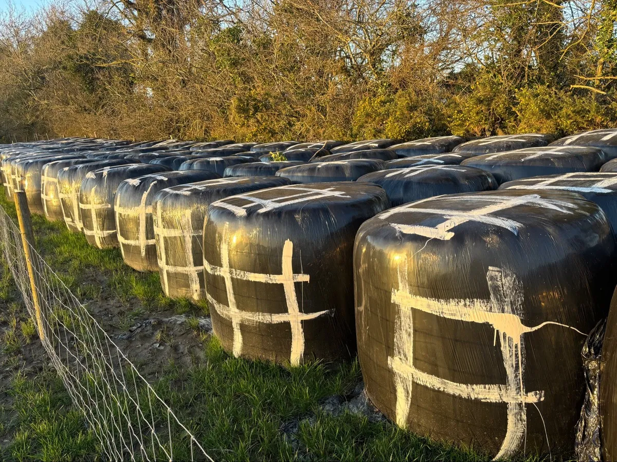 Bales of silage - Image 2