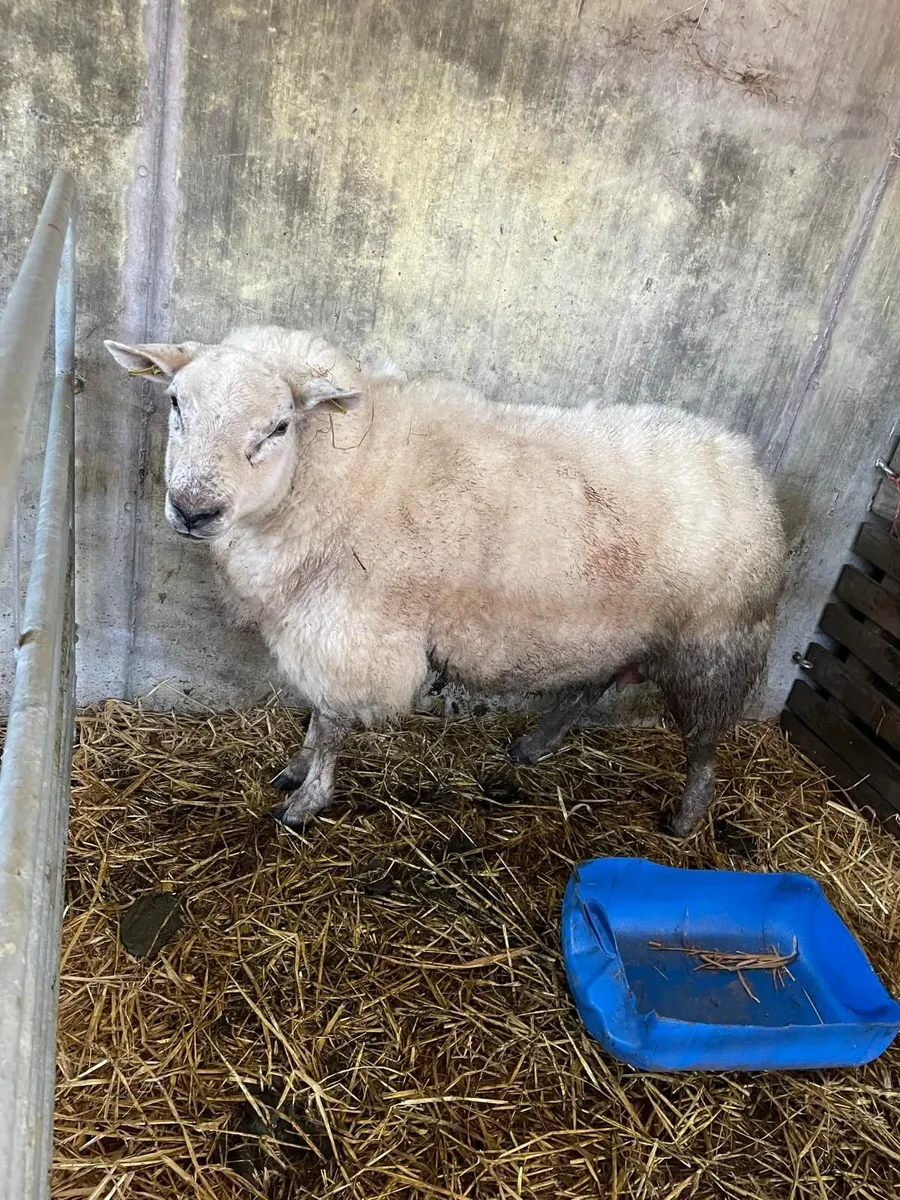 Foster ewe - Image 2