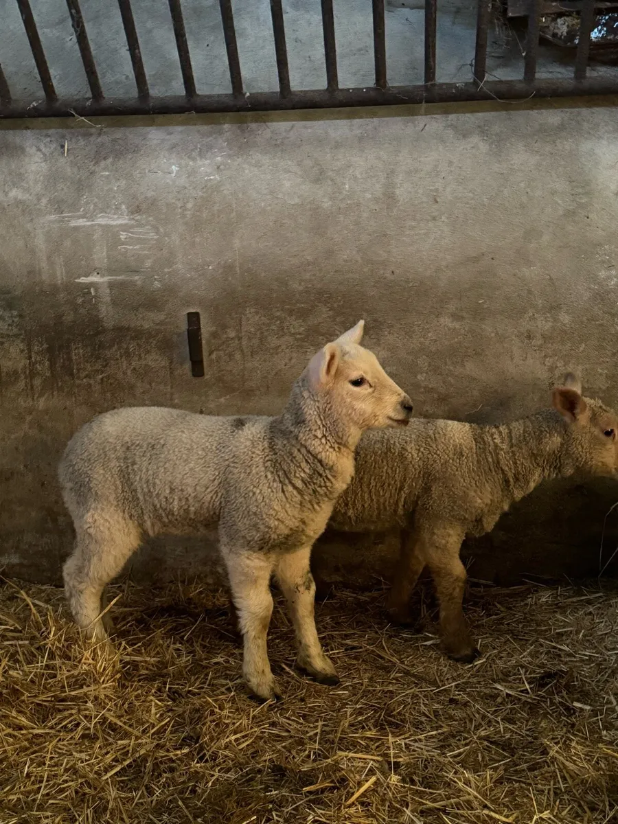 Suck lambs - Image 1