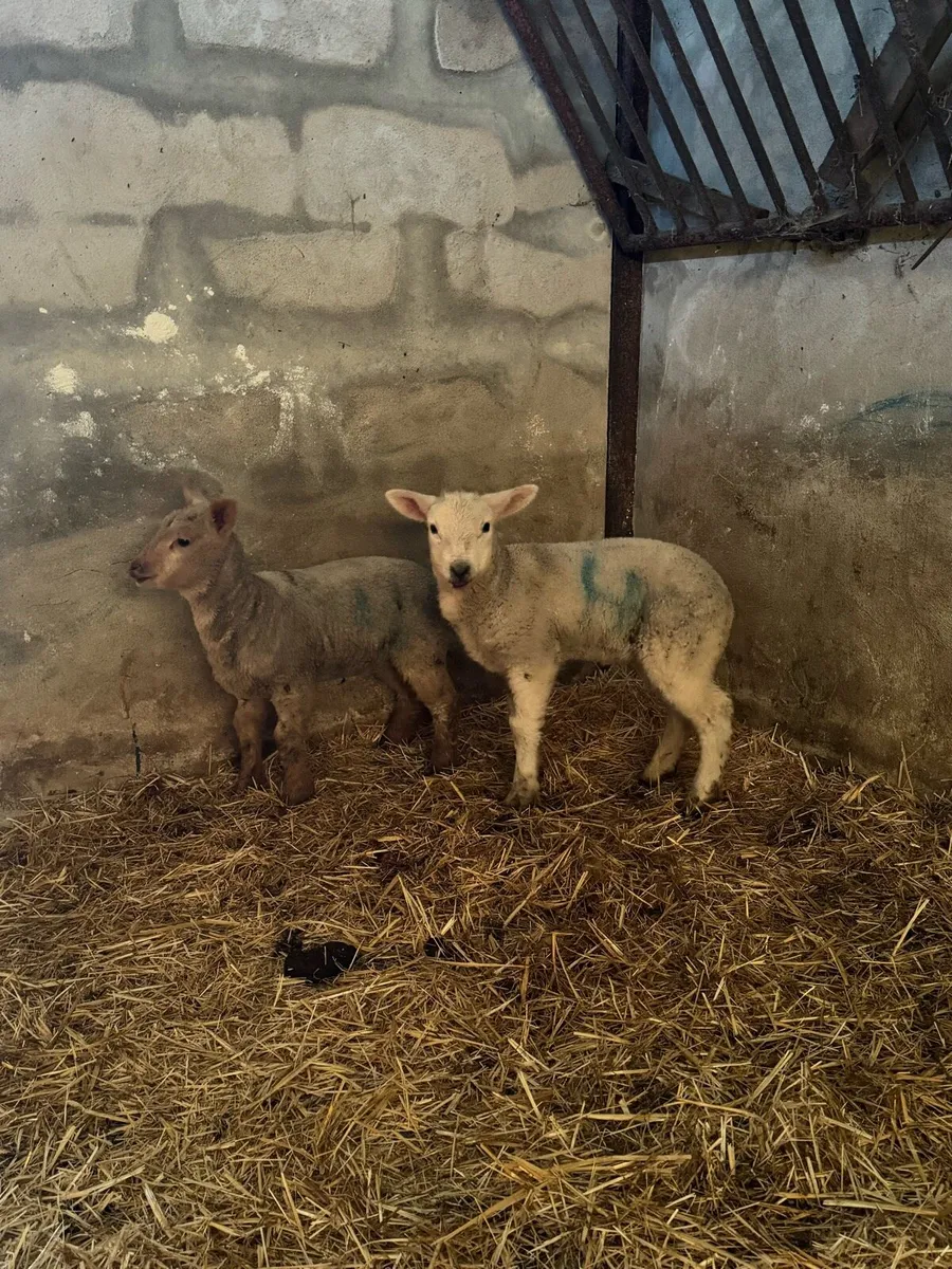 Suck lambs - Image 2