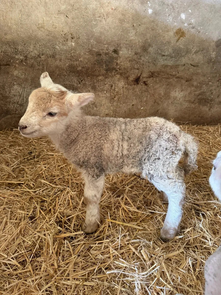 Suck lambs - Image 3