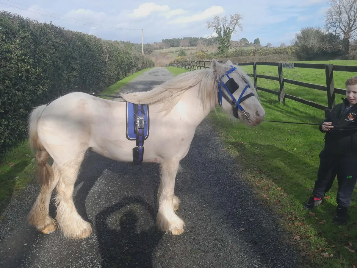 Lovely 3-year-old Pony cob - Image 1