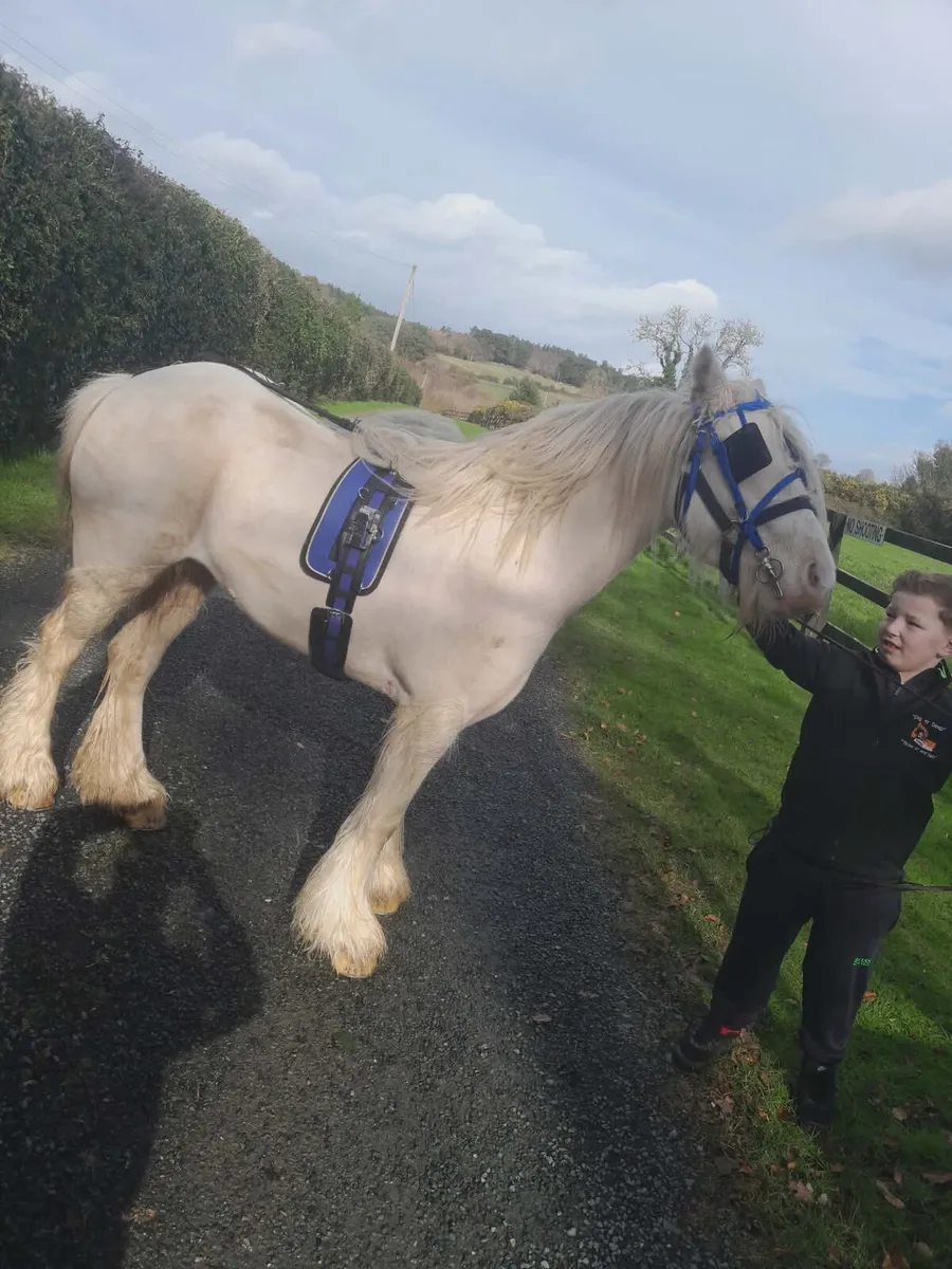 Lovely 3-year-old Pony cob - Image 2