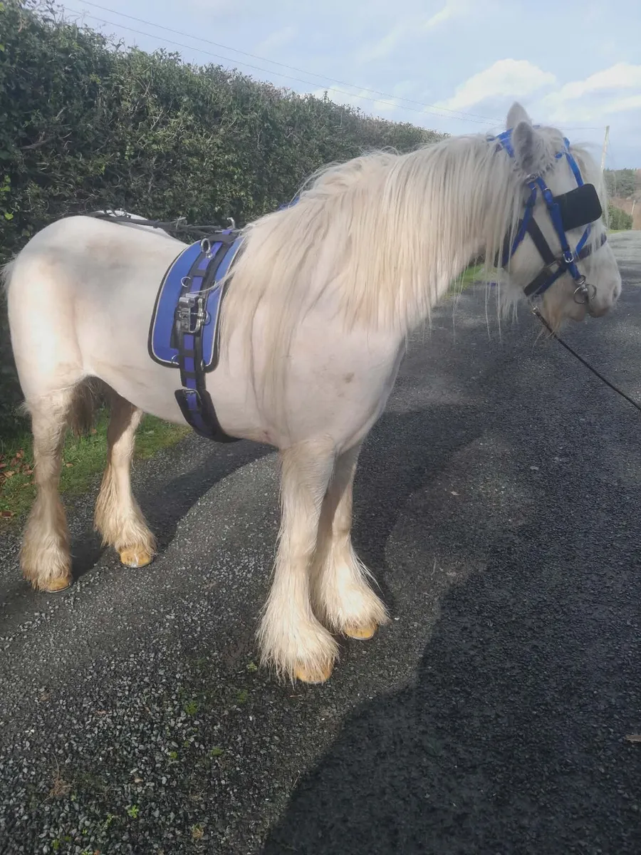 Lovely 3-year-old Pony cob - Image 3