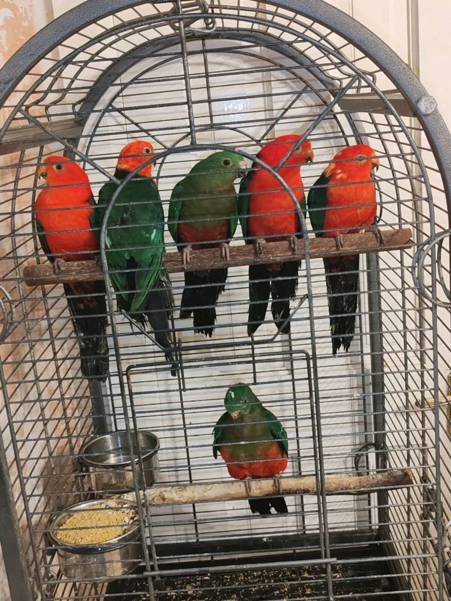 Australian king parrots ( 2 breeding pairs ) - Image 2