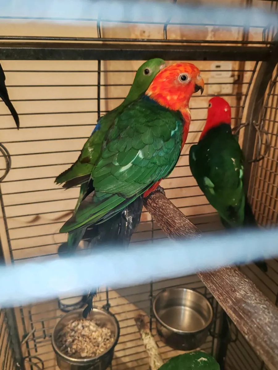 Australian king parrots ( 2 breeding pairs ) - Image 3