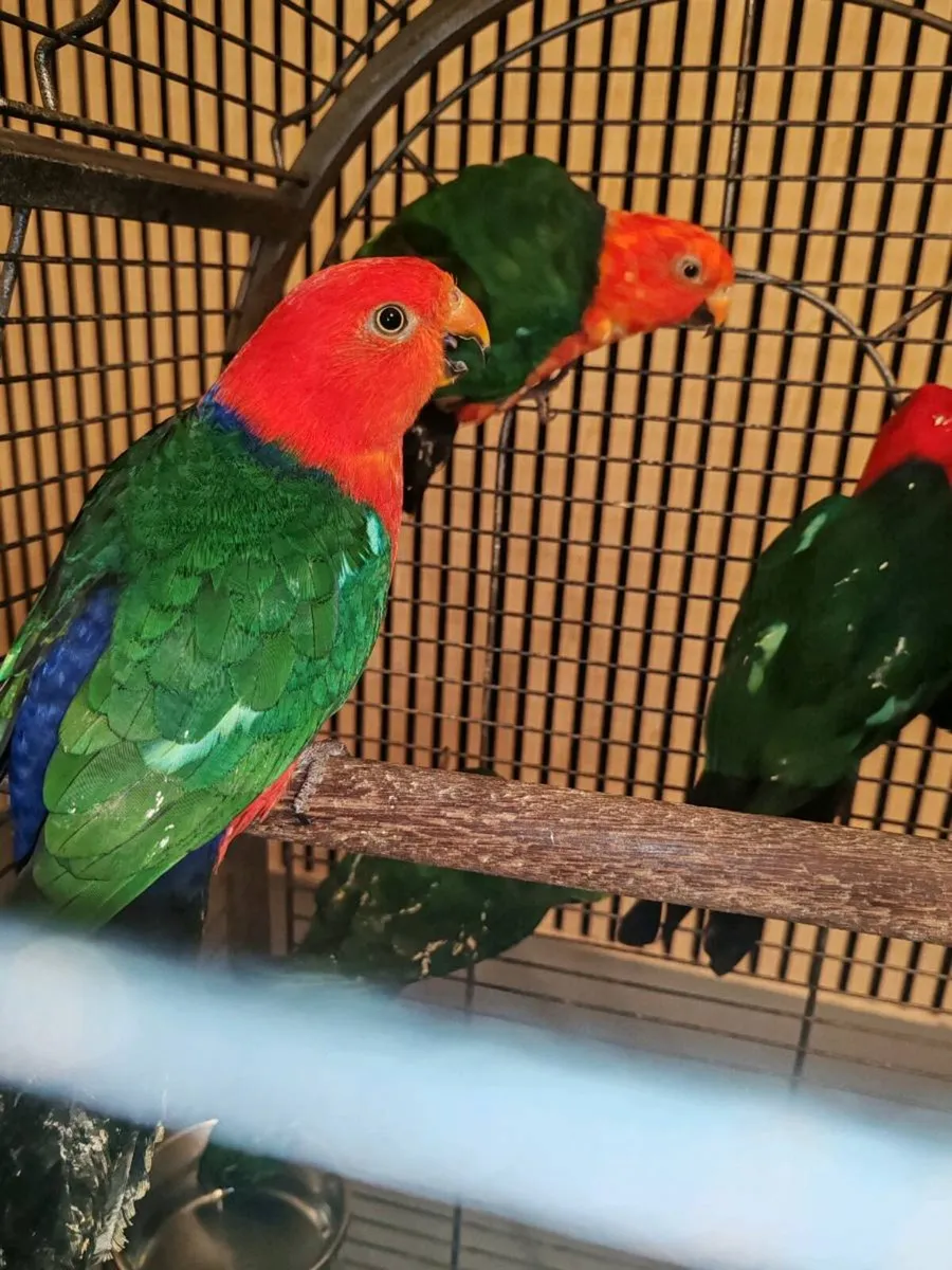 Australian king parrots ( 2 breeding pairs ) - Image 4