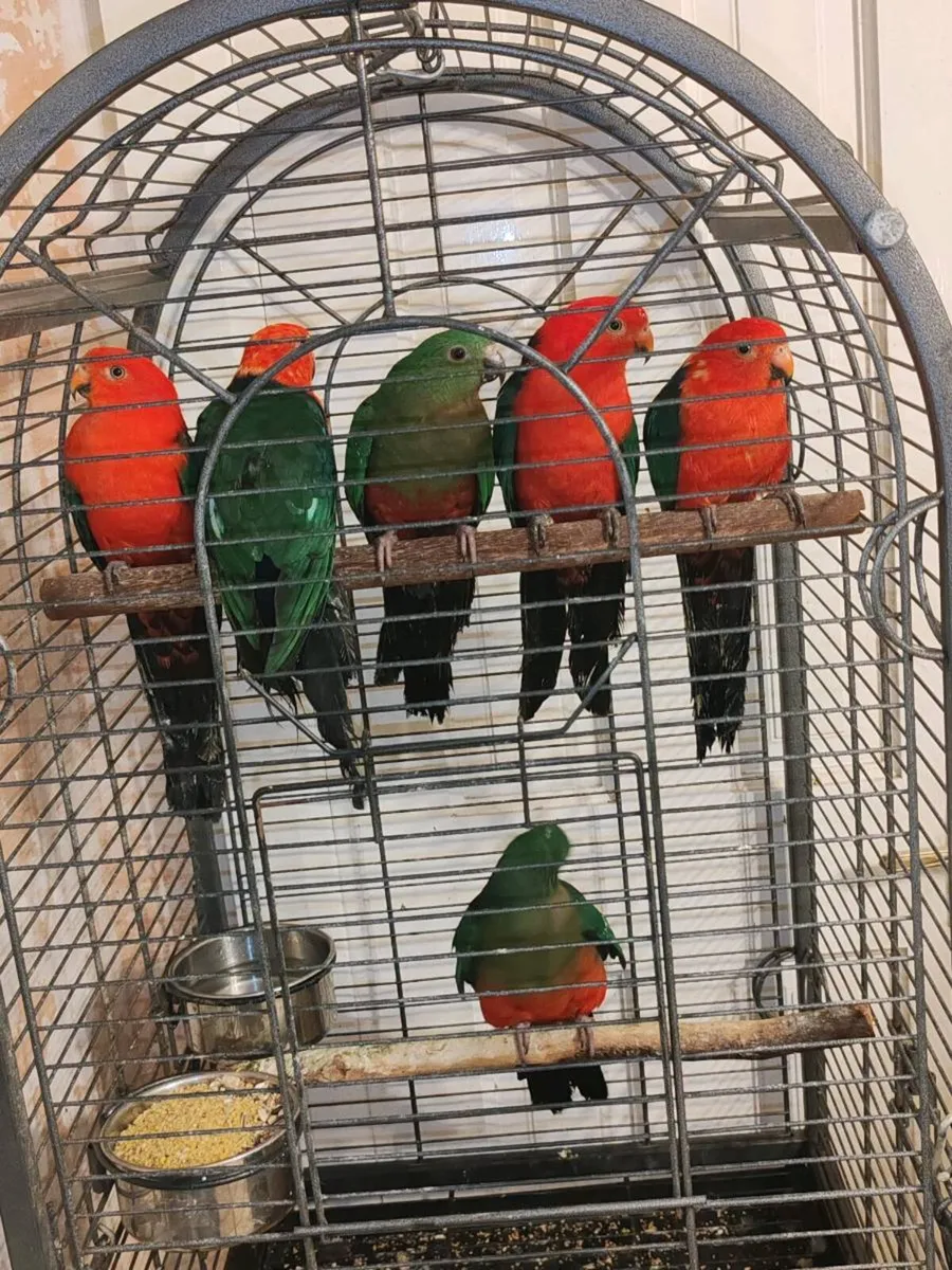 Australian king parrots ( 2 breeding pairs ) - Image 1
