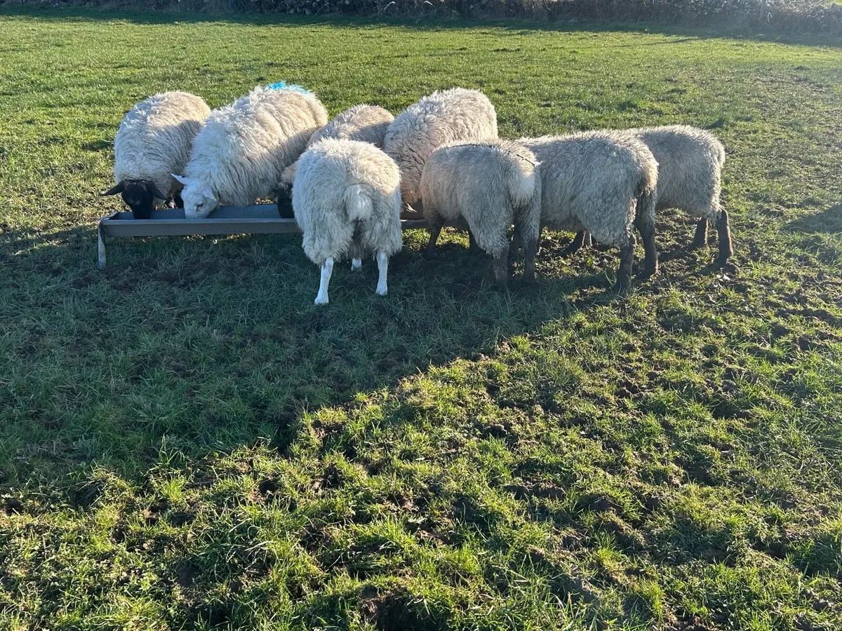 40 Ewe Hoggets – Suffolk & Texel Cross - Image 3