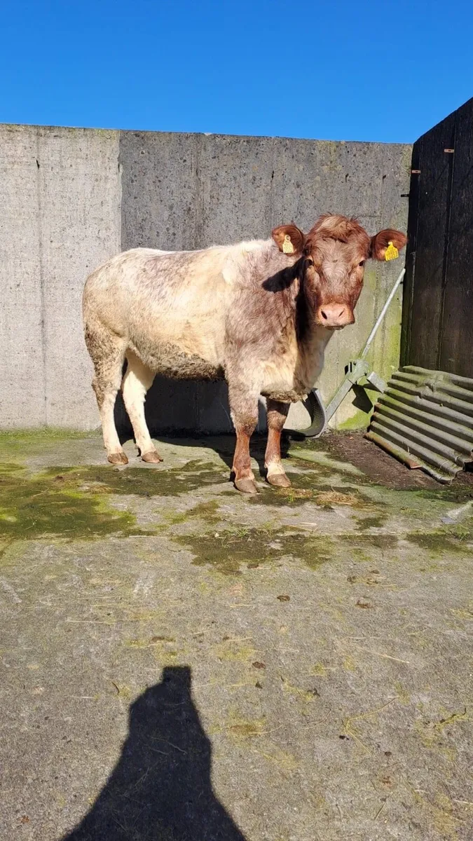 Breeding/Show Heifer - Image 1