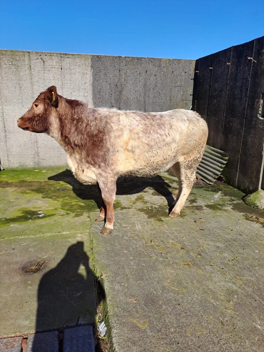 Breeding/Show Heifer - Image 2