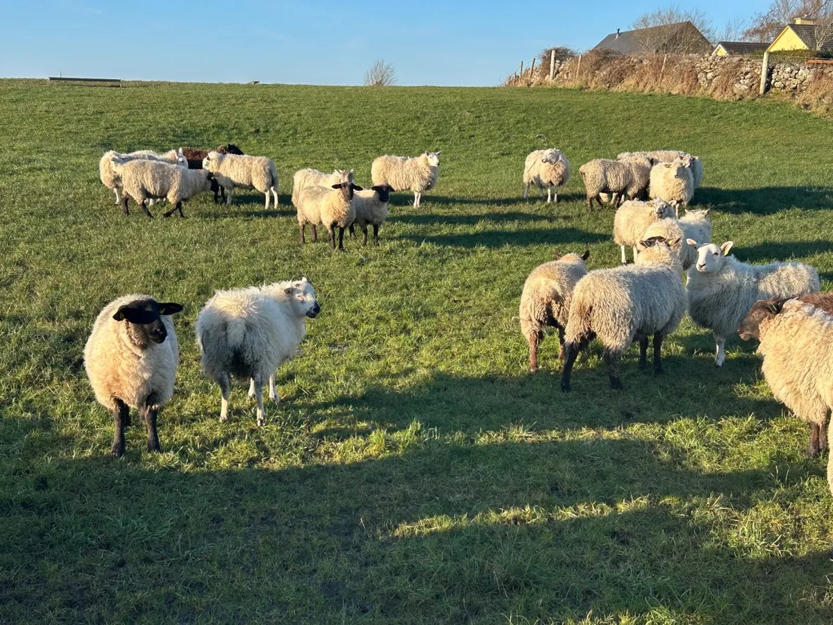 40 Ewe Hoggets – Suffolk & Texel Cross - Image 2